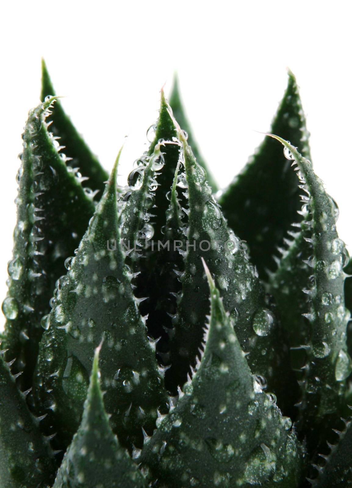 Aloe vera plant isolated on white