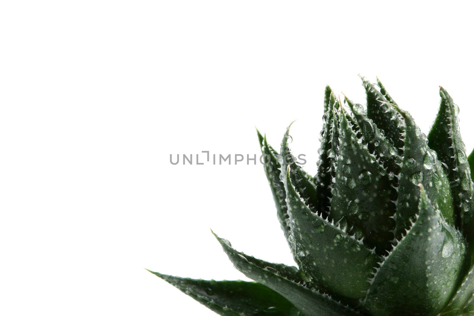Aloe vera plant isolated on white