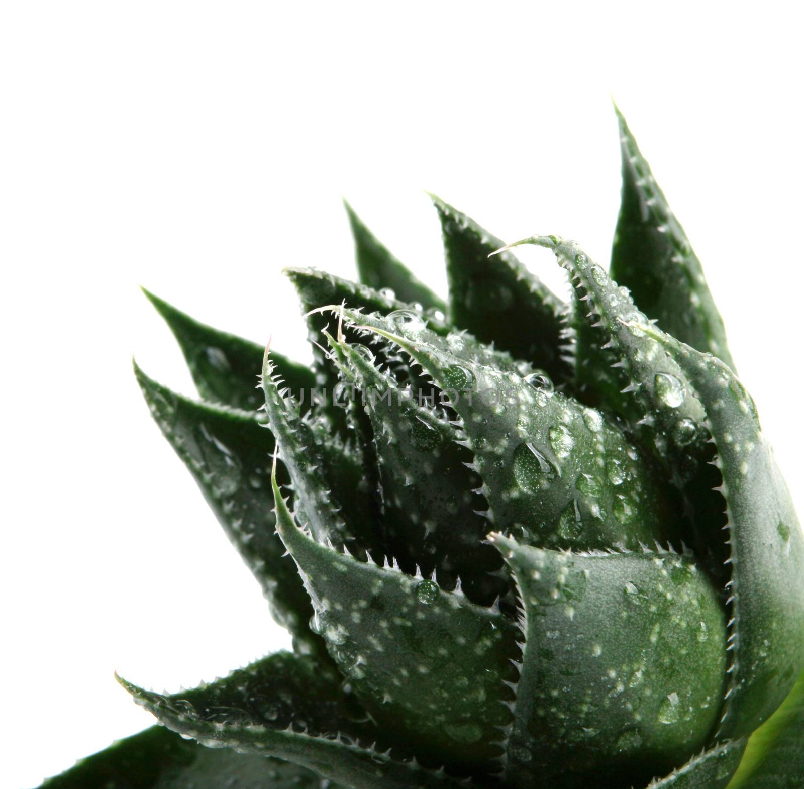Aloe vera plant isolated on white