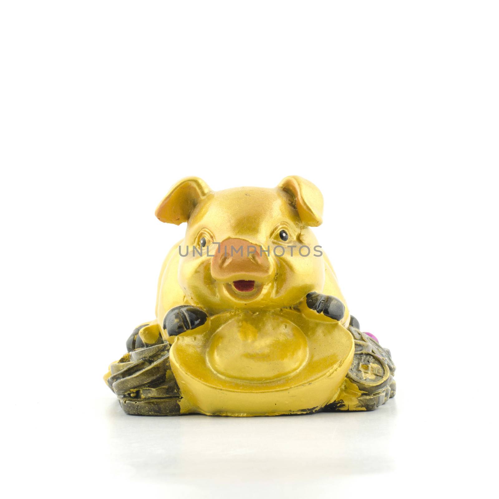 gold pig on coin isolated  by ammza12