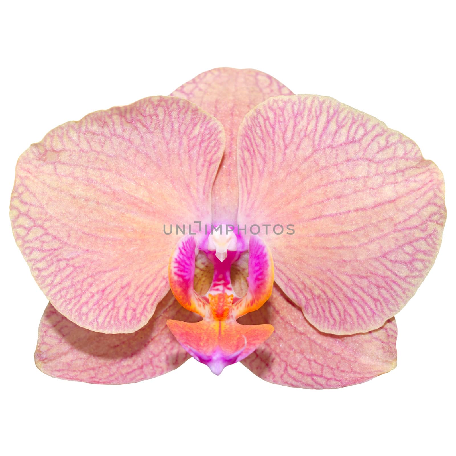Isolated on white single romantic beautiful orchid flower