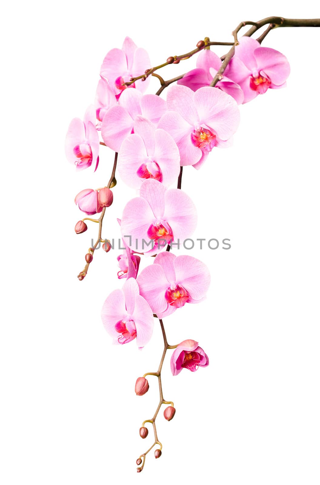 Big beautiful branch of pink orchid flowers with buds isolated on white