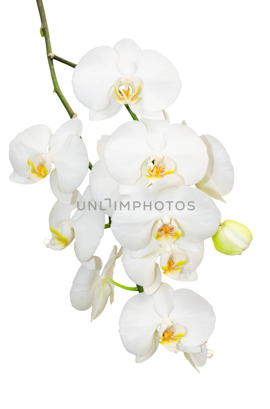 Beautiful gentlie branch of white romantic orchid flowers isolate