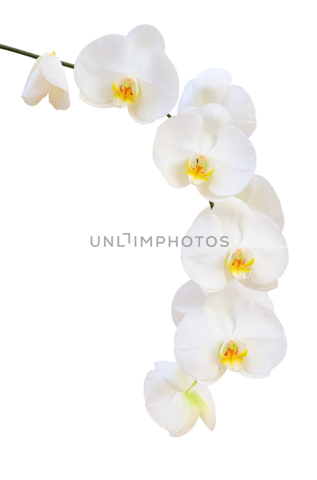 Single delicate branch of white natural orchids flowers by servickuz