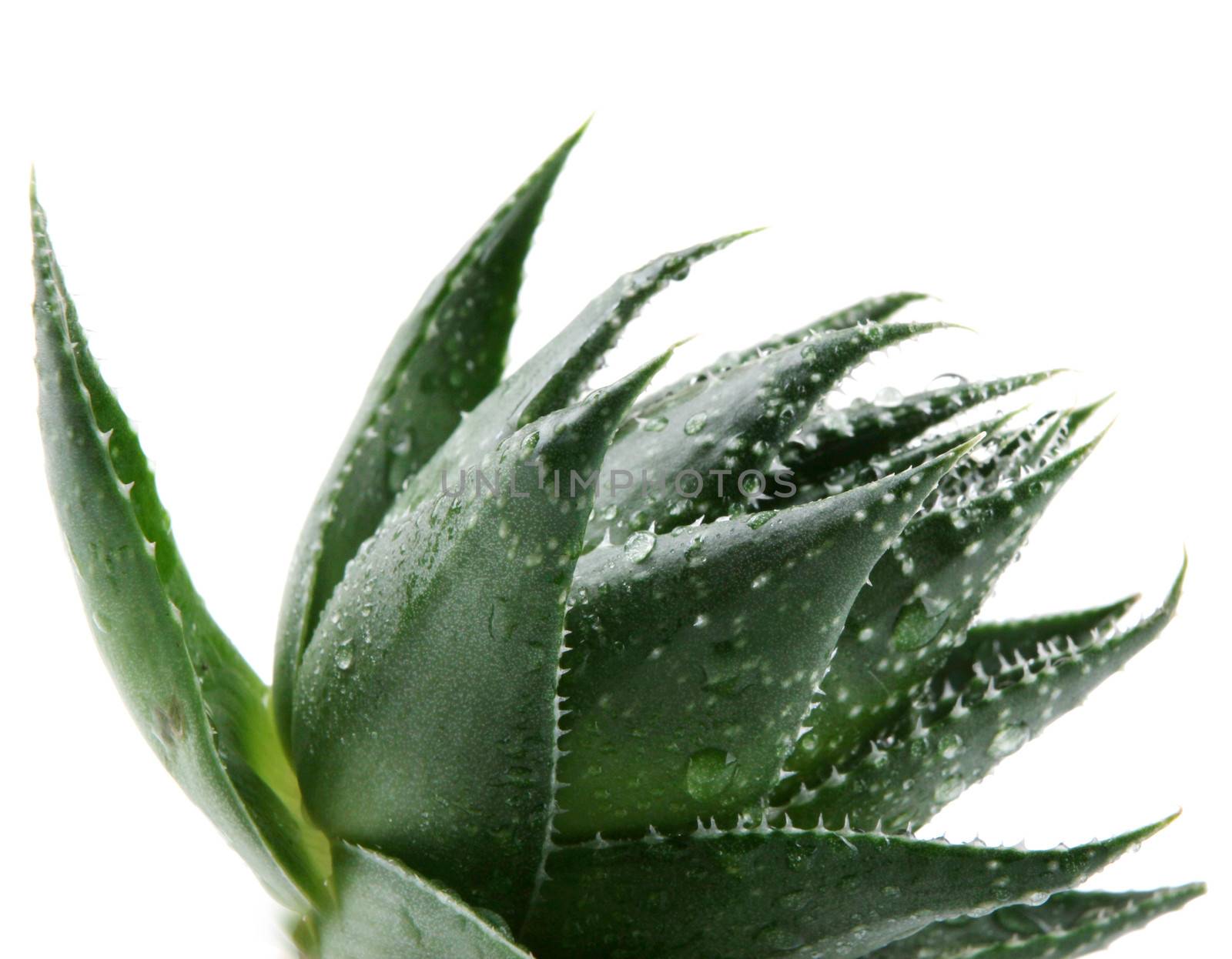 Aloe vera plant isolated on white