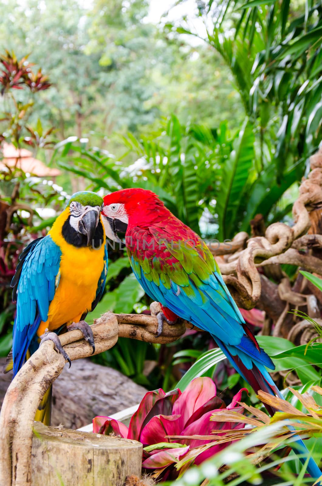 Close up shoot of a parrot beautiful