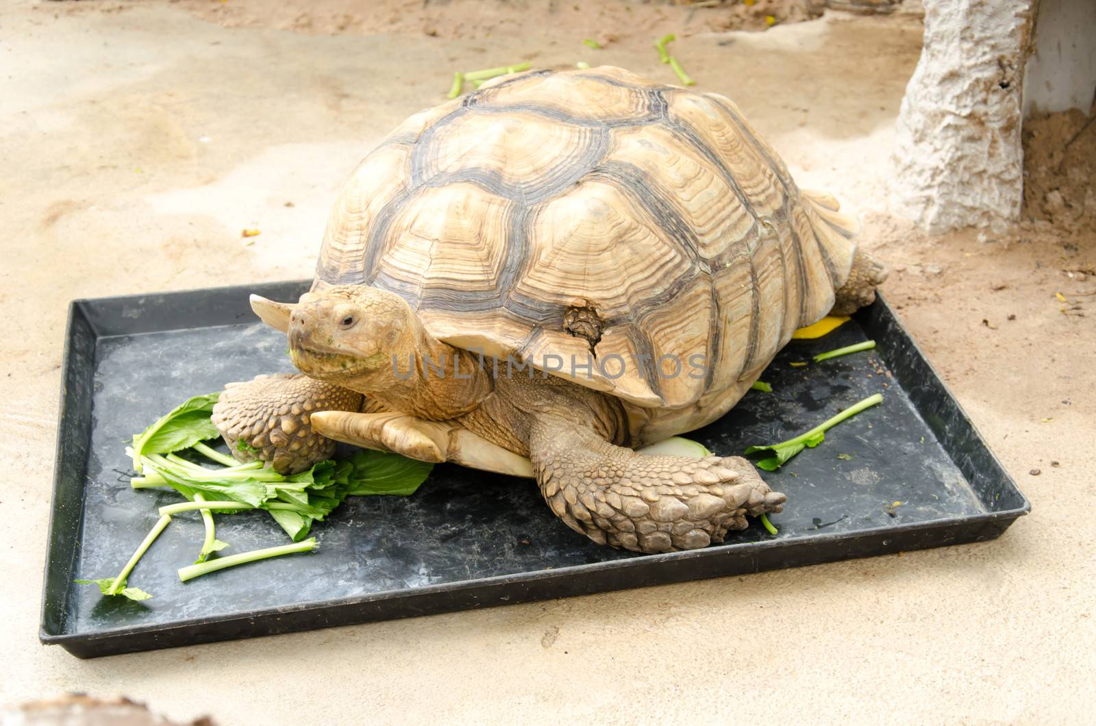 A large the golden turtle eating a vegetables.