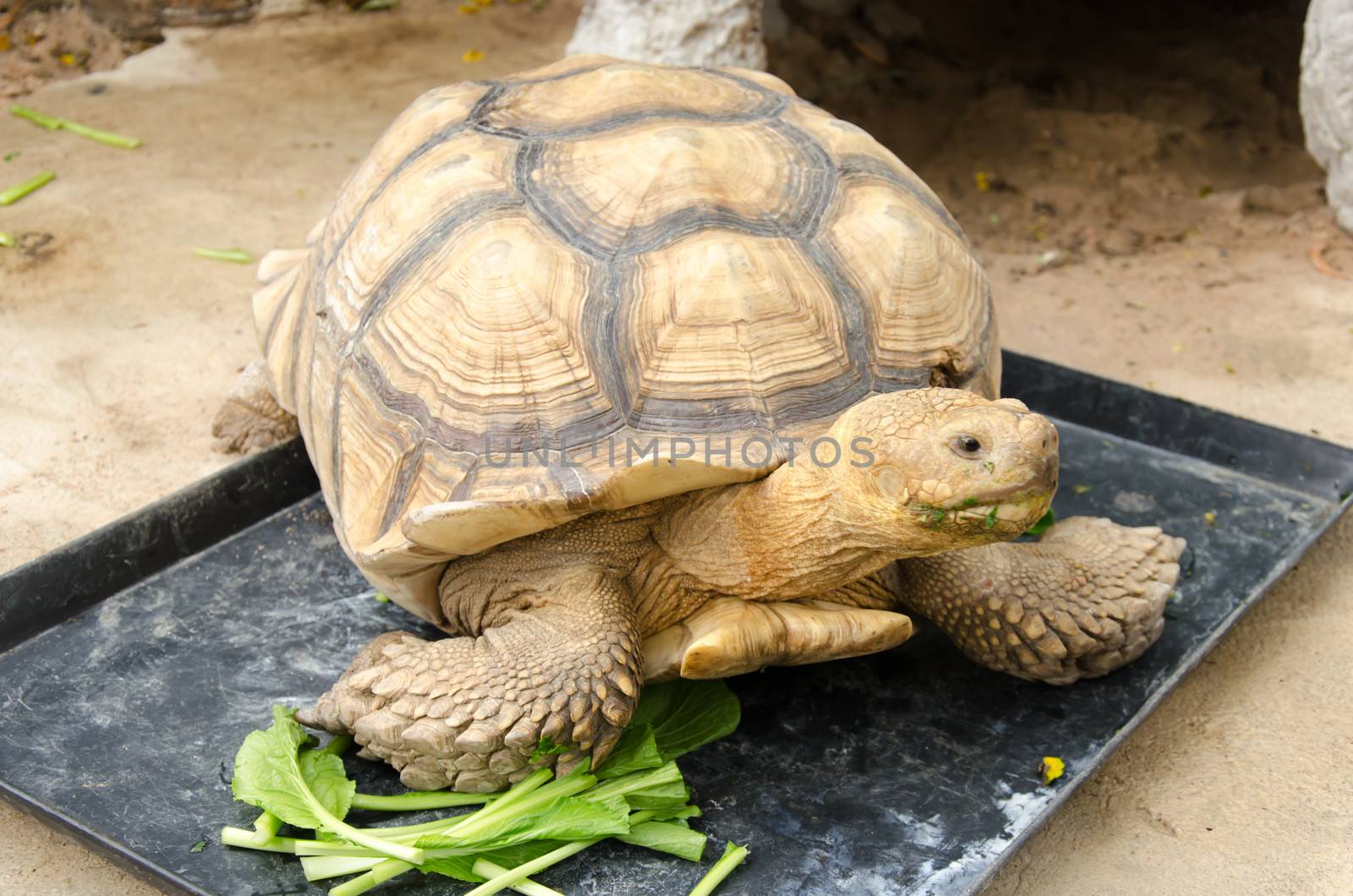 A large the golden turtle eating a vegetables.