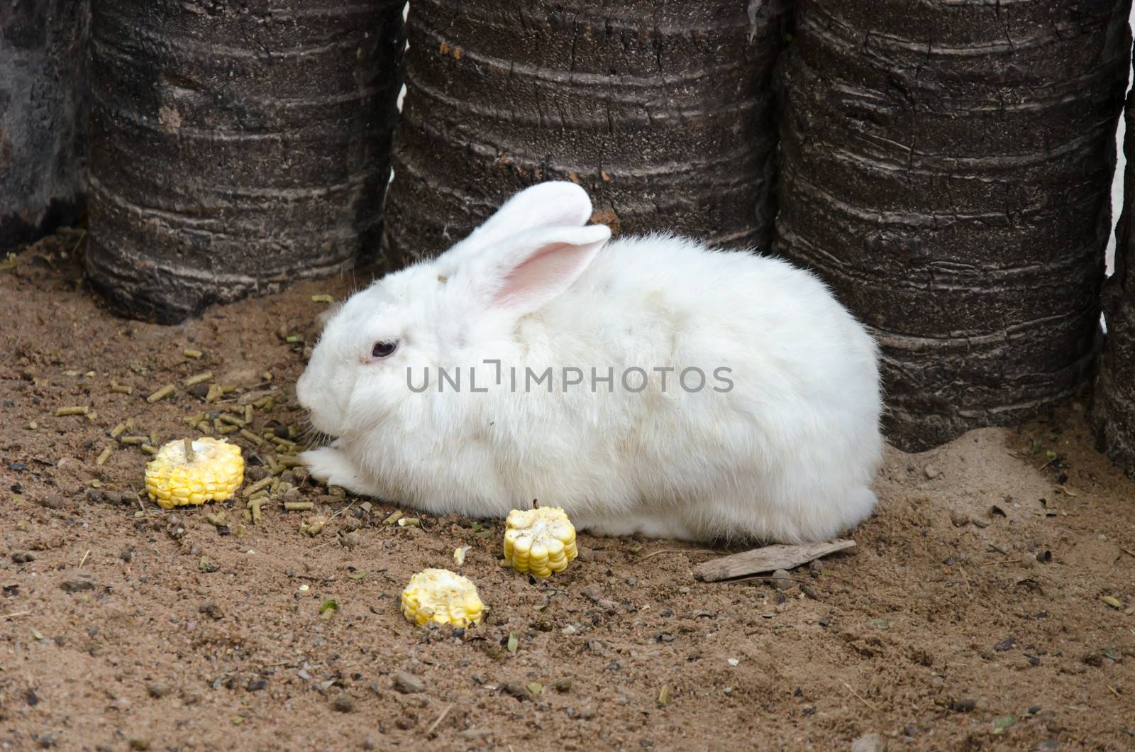 Beautiful white rabbit eating corn placed on the ground.