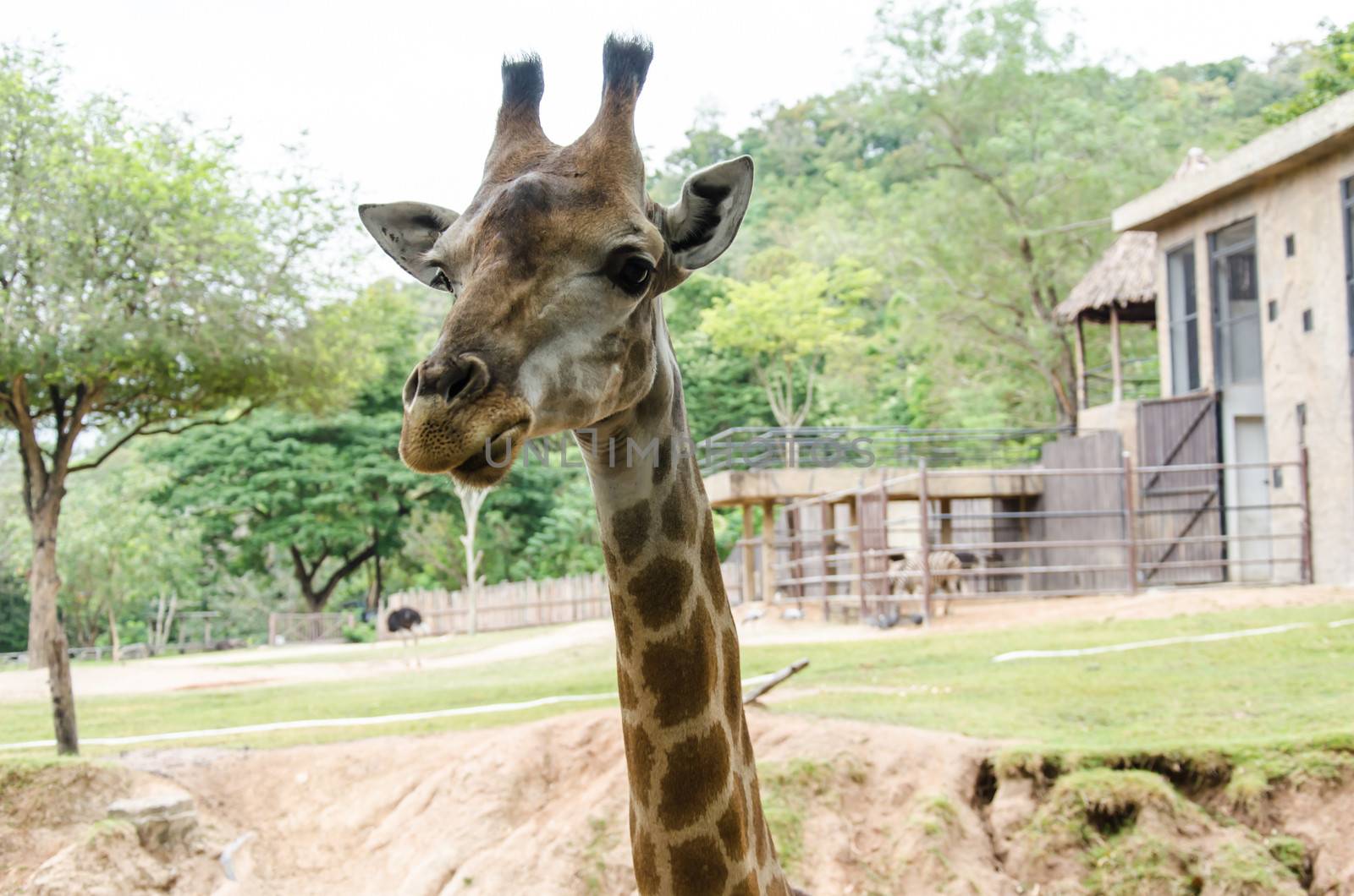 Long neck giraffe is the animal most like to eat vegetables.