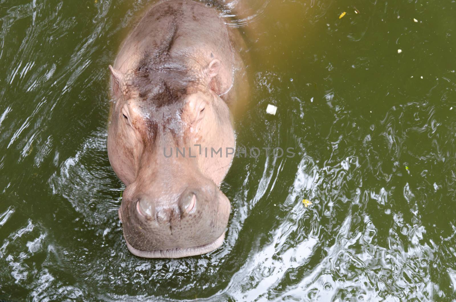 hippo by aoo3771