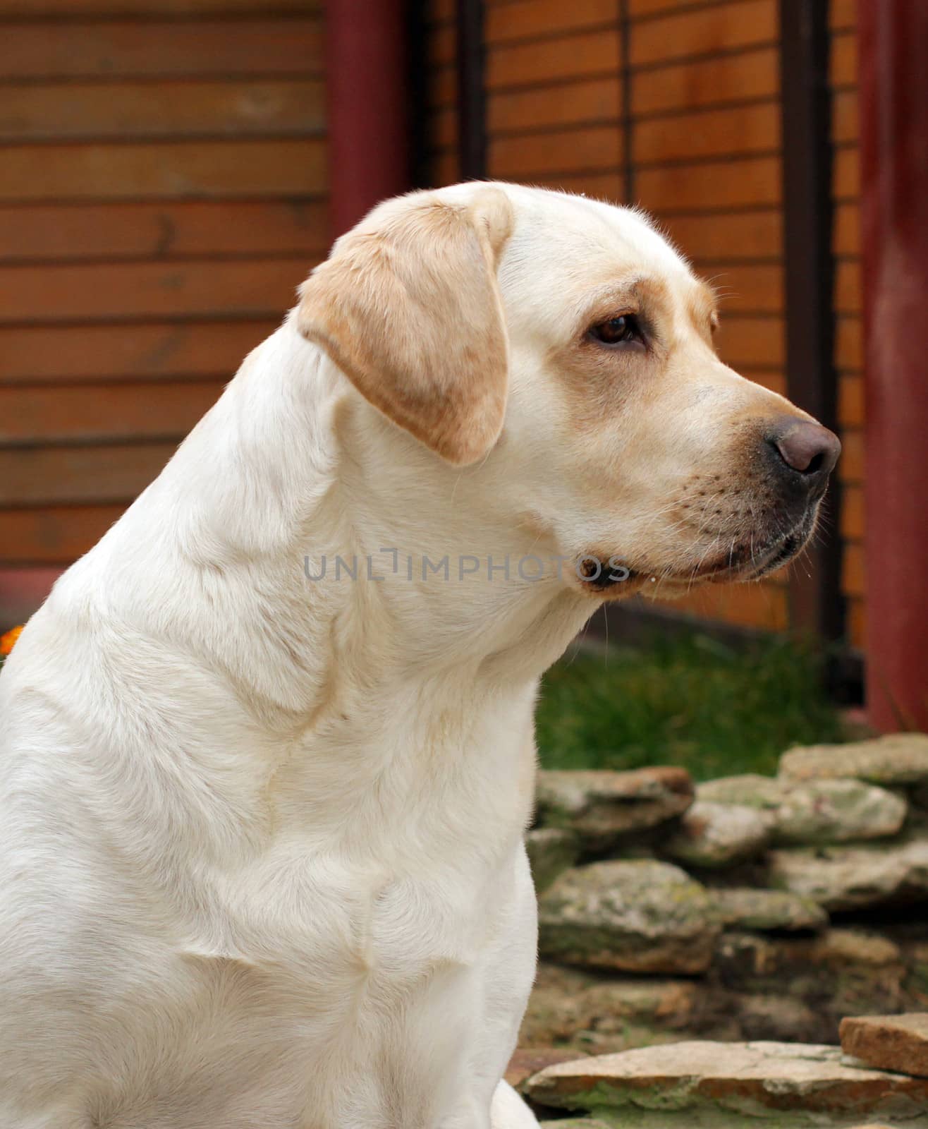 young yellow labrador portrait sitting close up