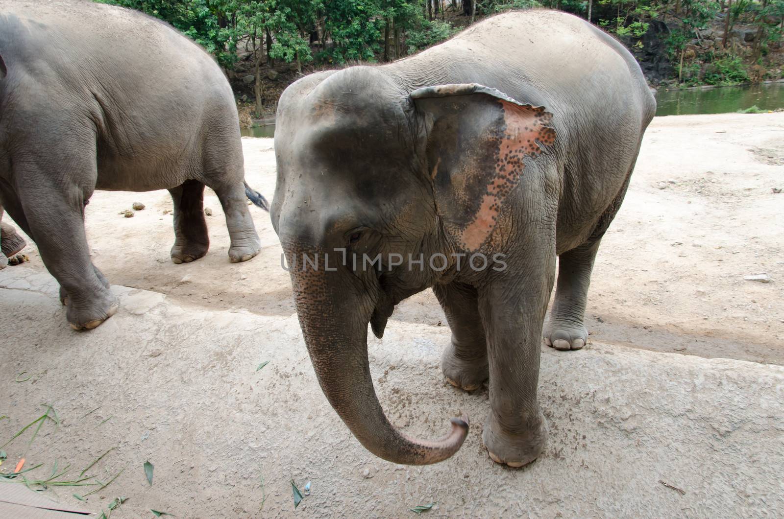 Elephant in zoo Chonburi, Thailand.