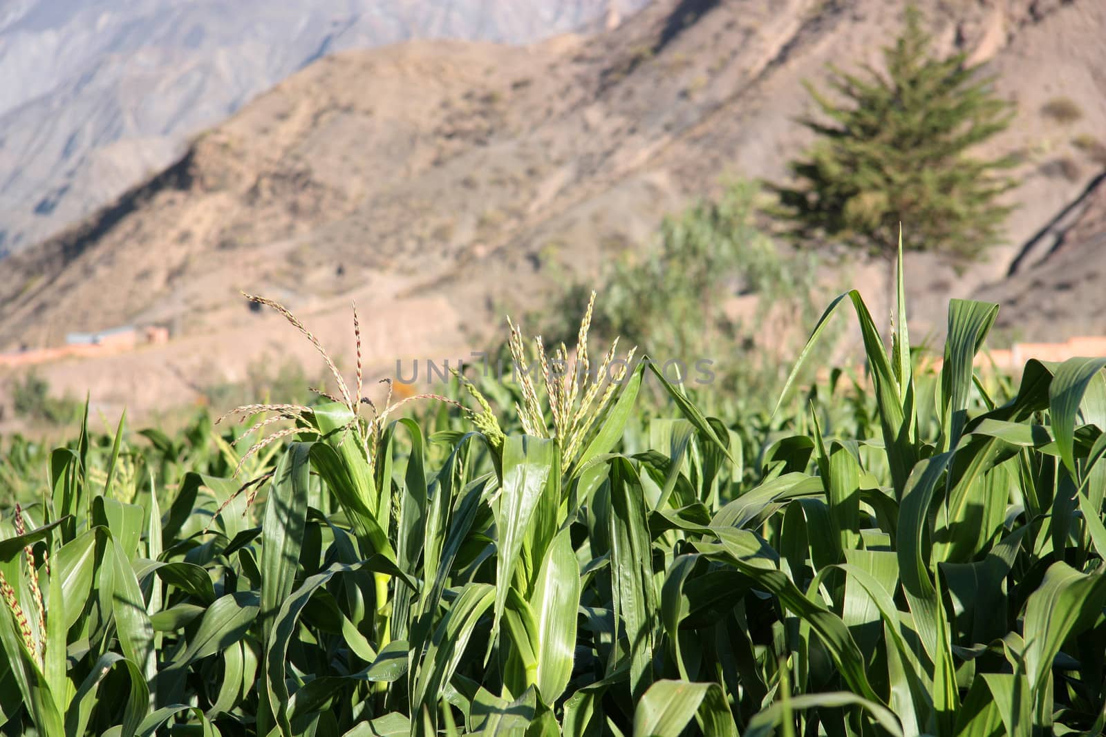 Corn green fields landscape in South America by jjspring