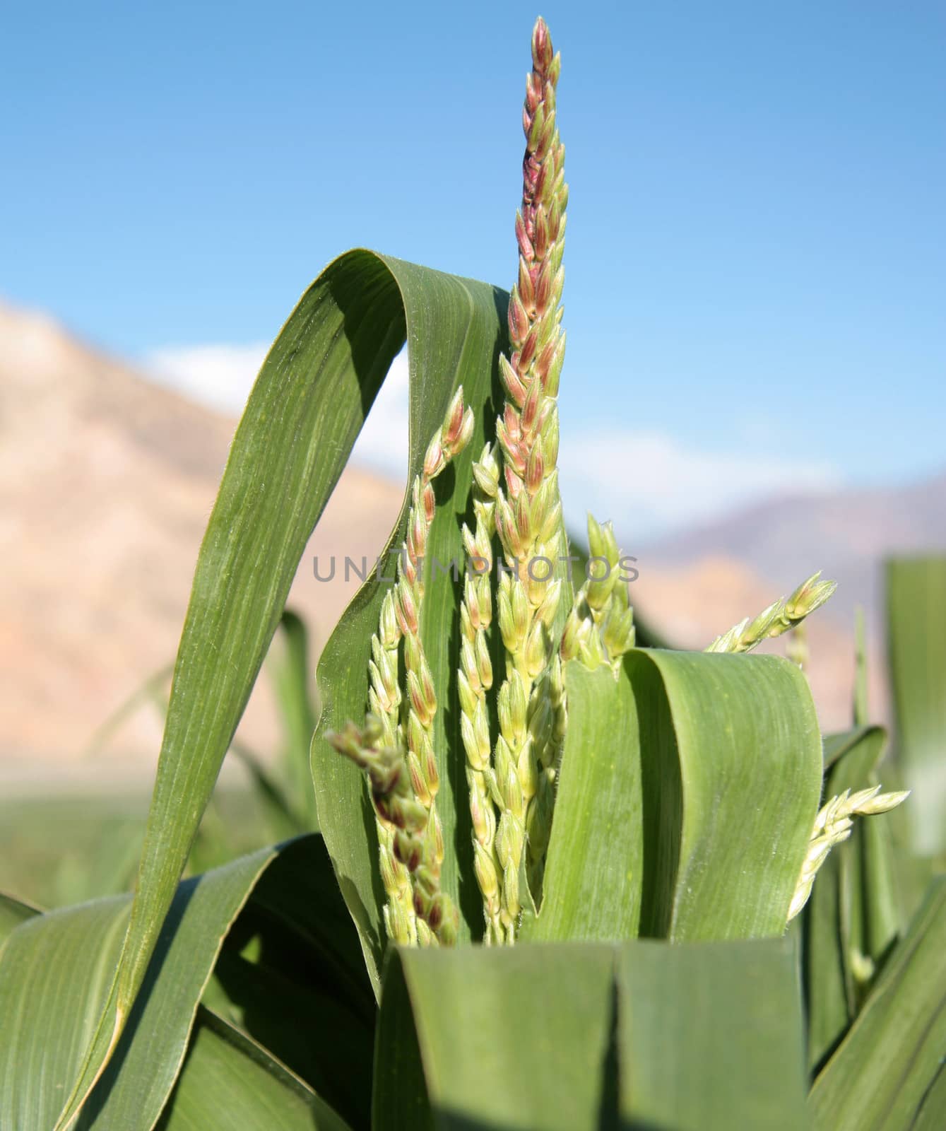 Green corn closeup by jjspring