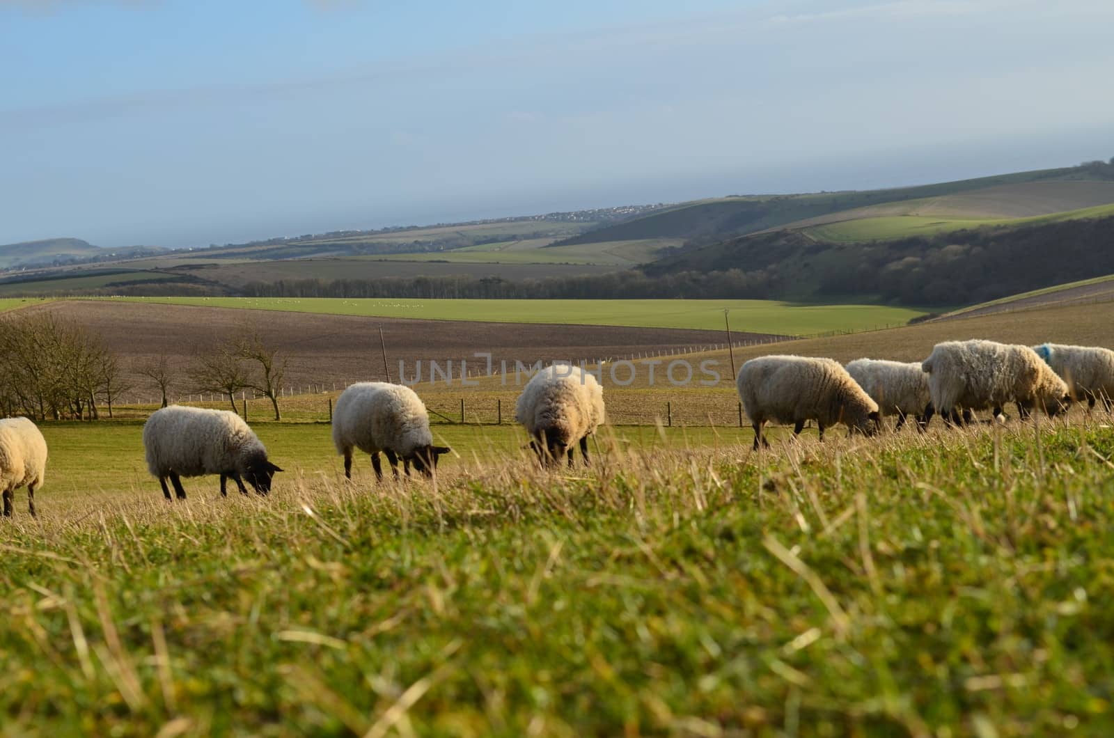 English Black face sheep. by bunsview
