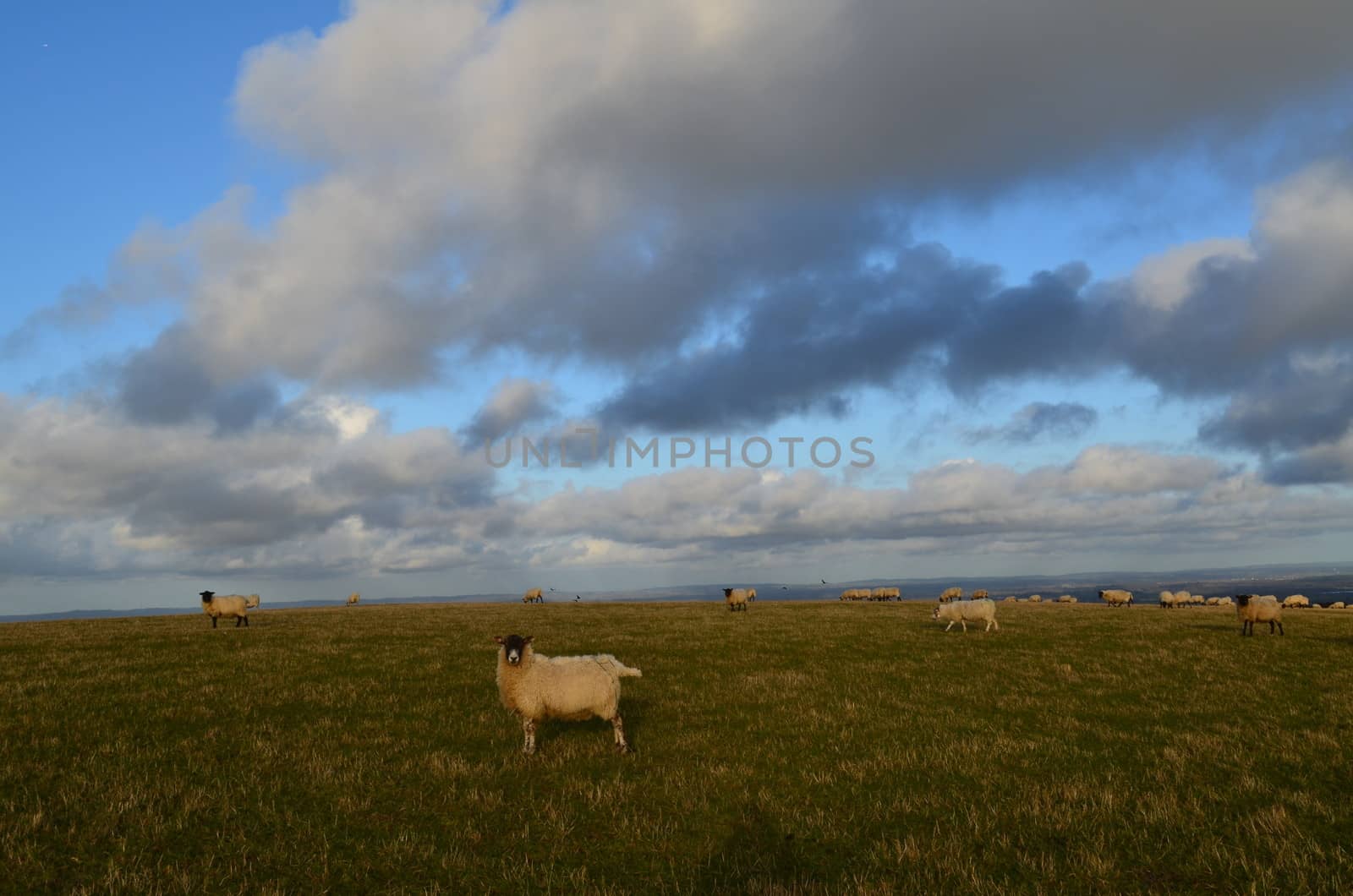 On the Sussex Downs English Black face sheep graze on the lush pasture land.