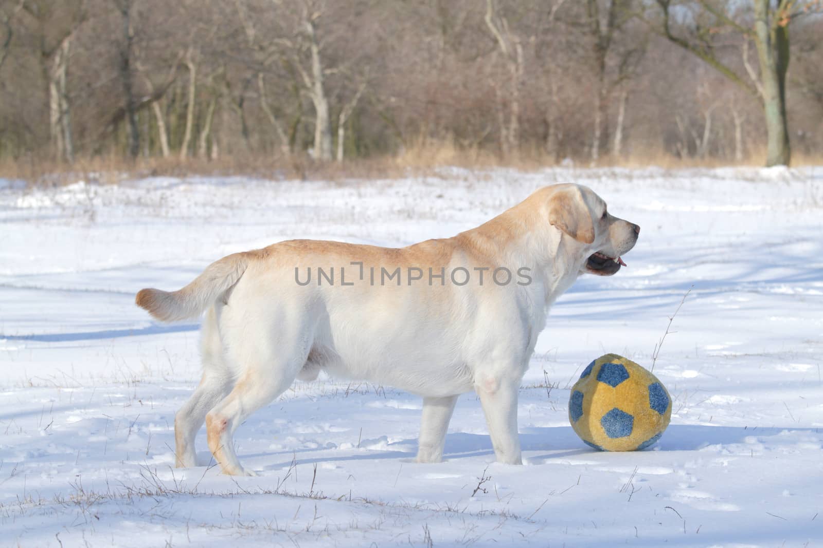 yellow labrador in the snow in winter with a ball