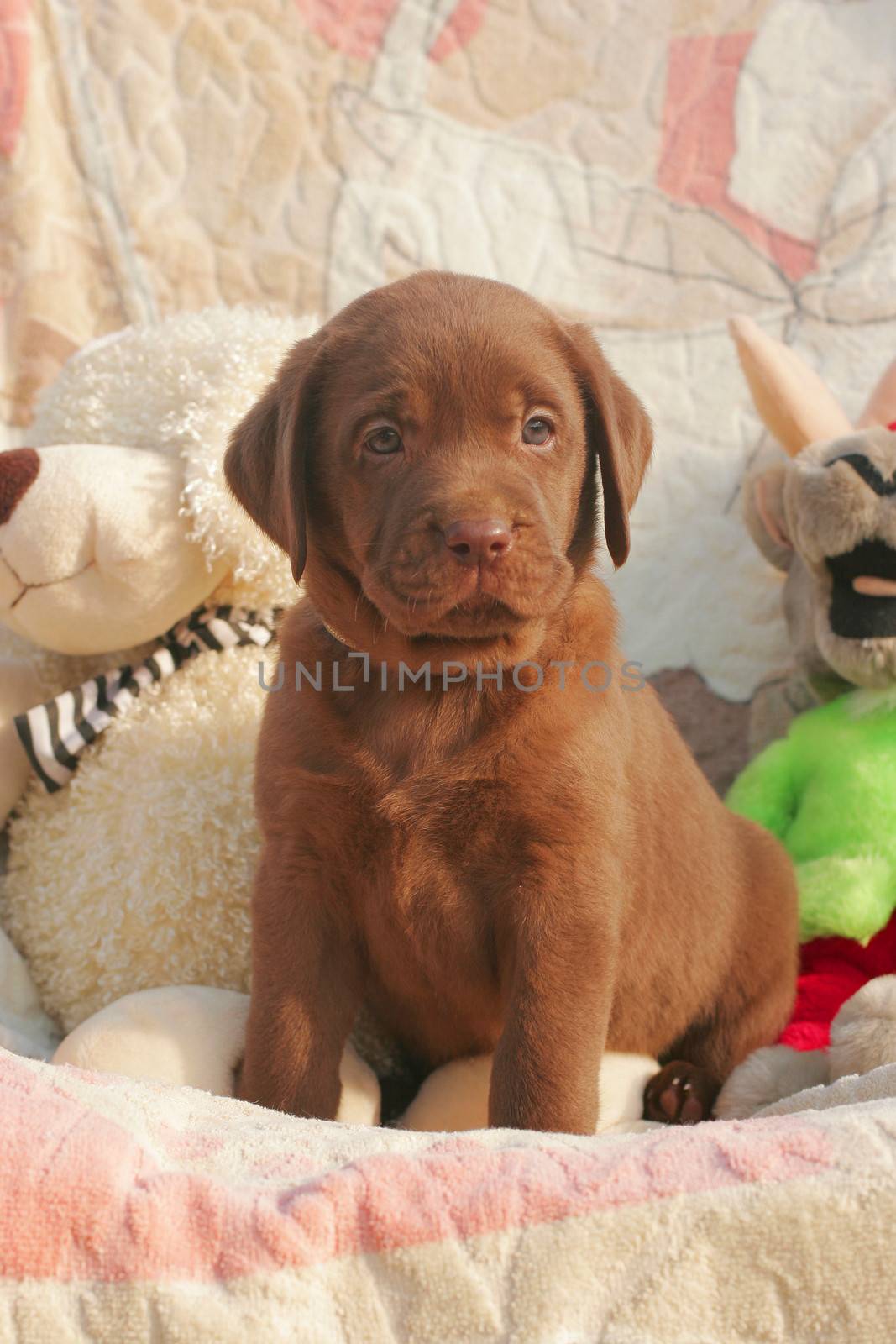 happy chocolate labrador puppy with the toys