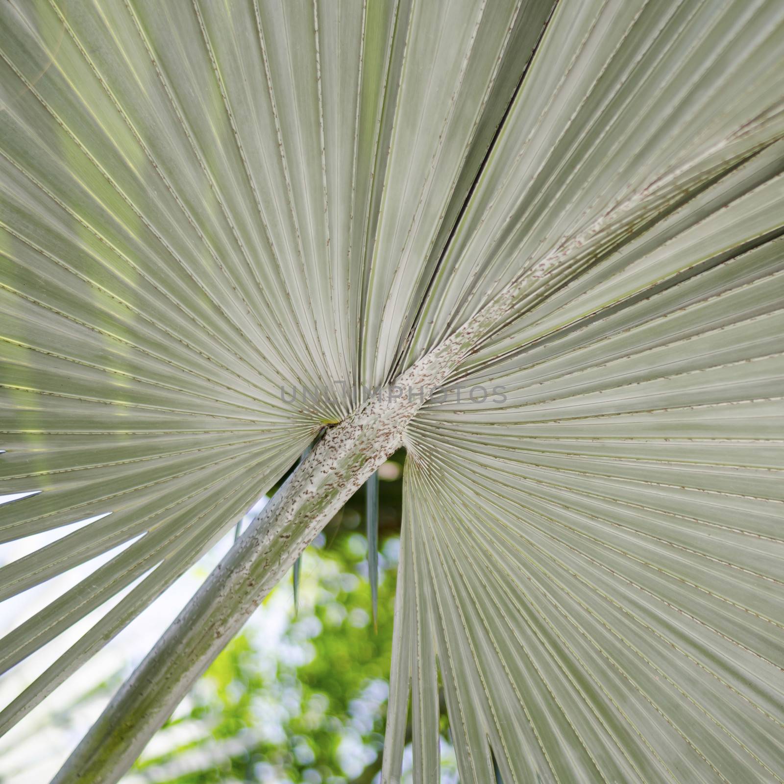 soft green Leaves texture background