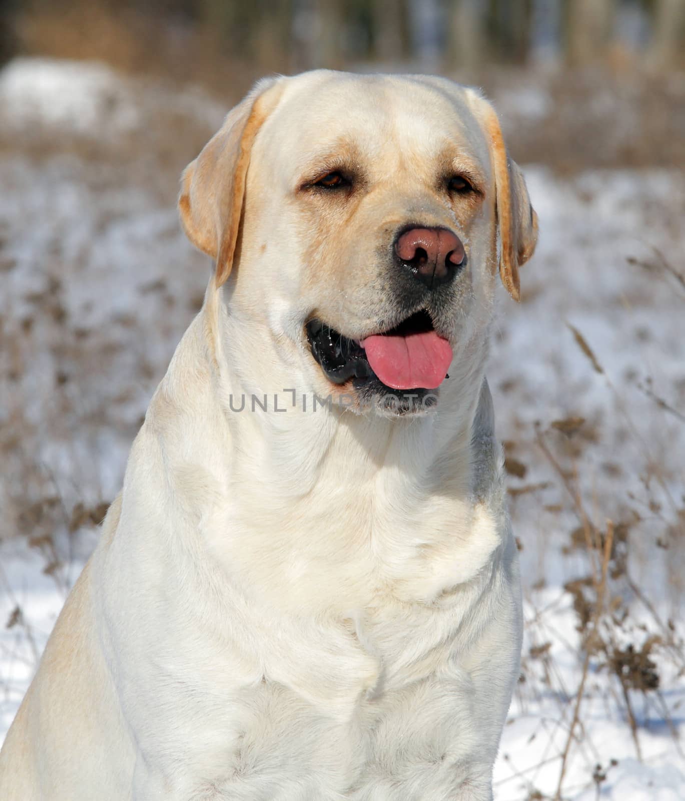 yellow labrador in the snow in winter portrait