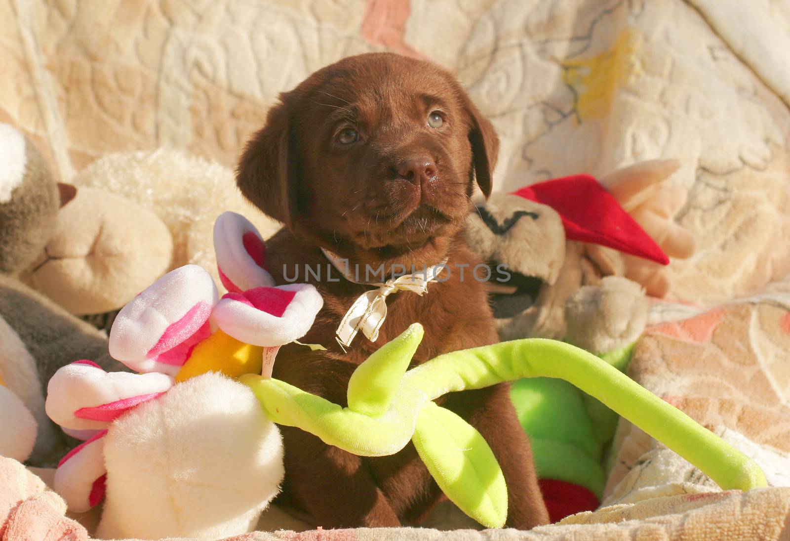 happy chocolate labrador puppy with the toys