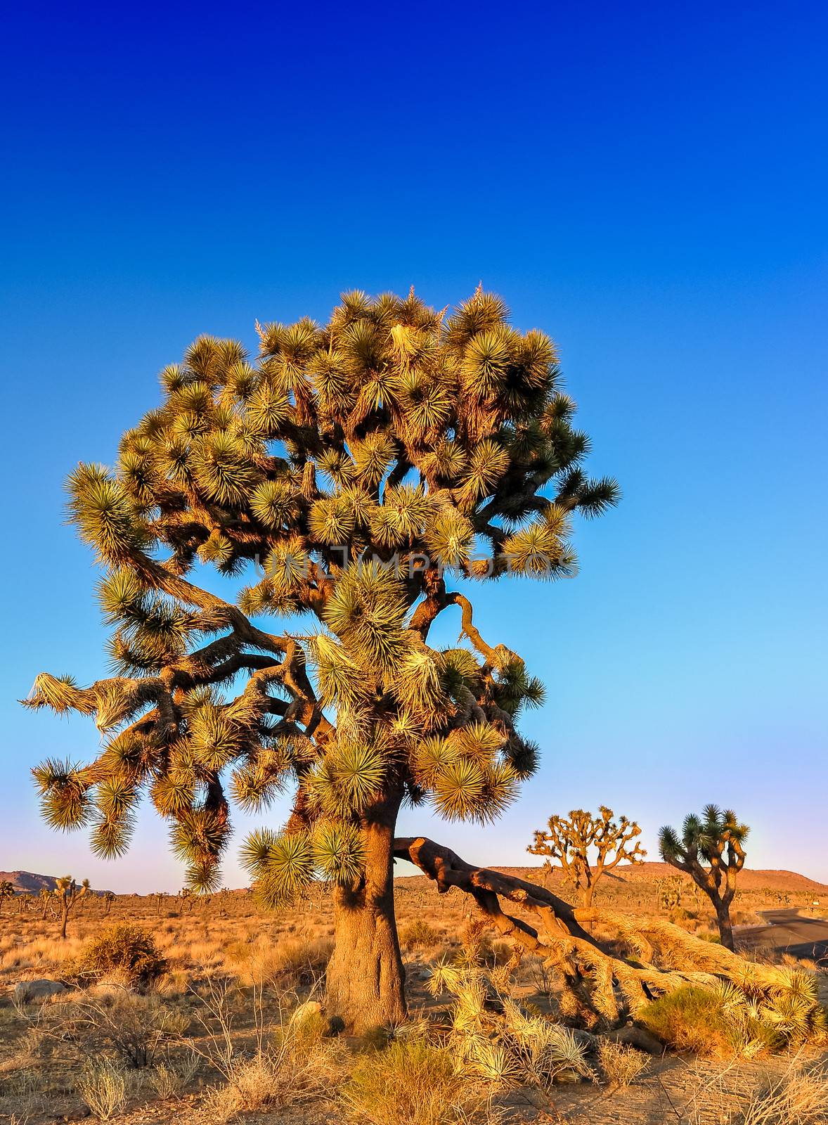 Detail of joshua tree before sunset, California, USA