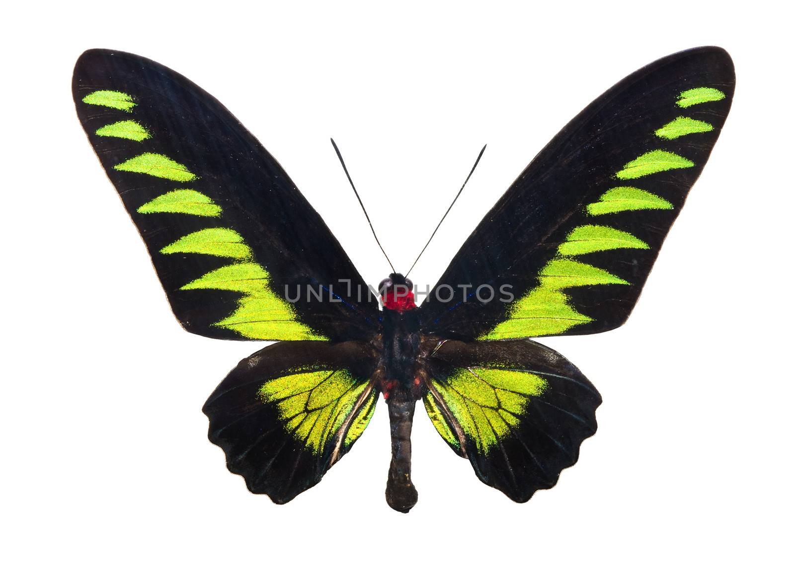 Beautiful tropical butterfly Trogonoptera Brookiana isolated on white background