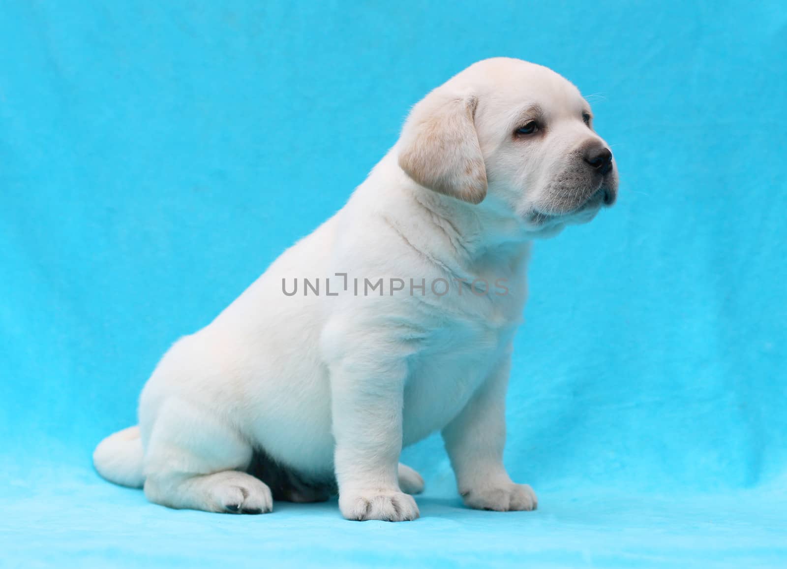 happy yellow labrador puppy laying on blue background