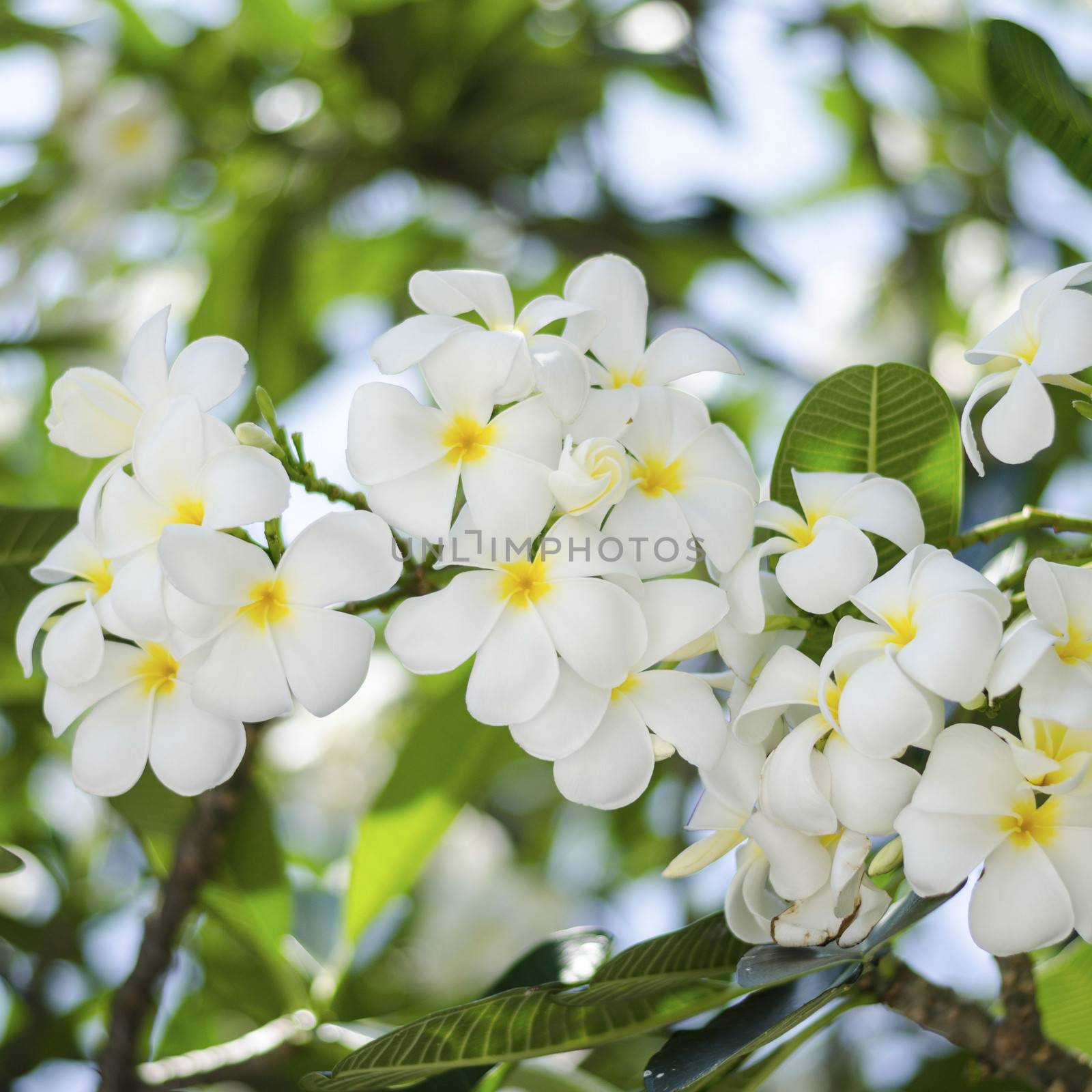 beautiful Frangipani flowers on tree