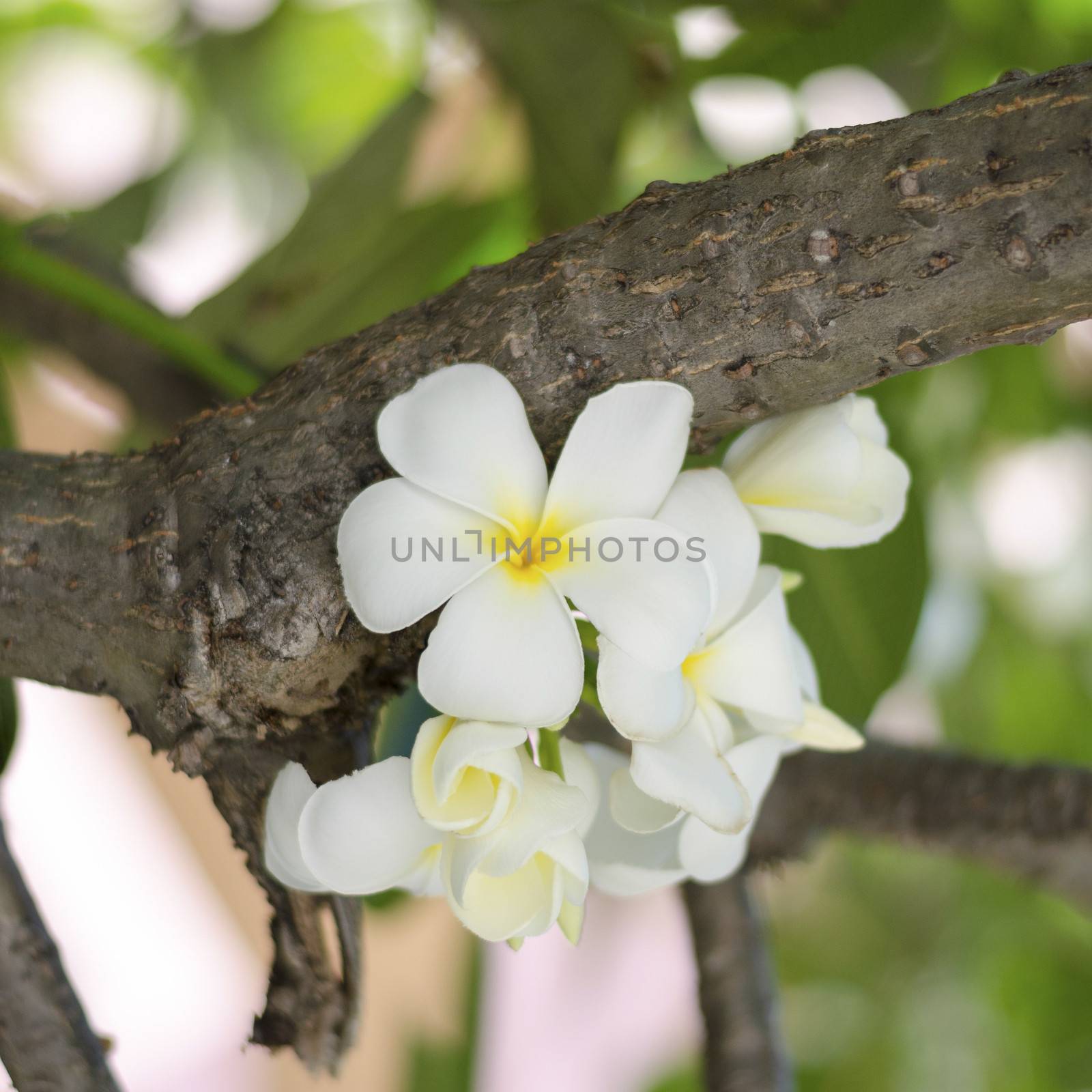 beautiful Frangipani flowers on tree