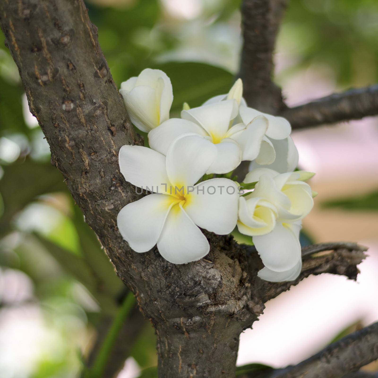 beautiful Frangipani flowers by ammza12