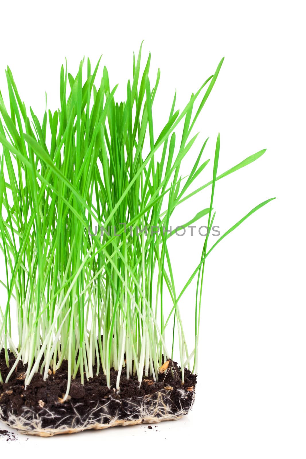 Green grass showing roots, on a white background. by motorolka