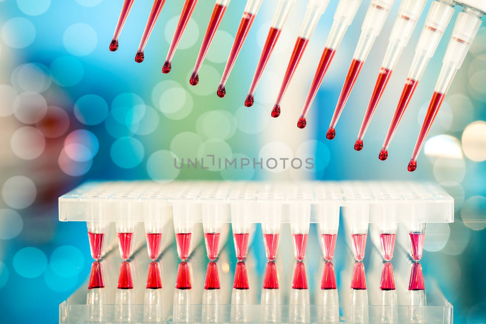 Multichannel pipette tips filled in with reaction mixture to amplify DNA in plastic wells