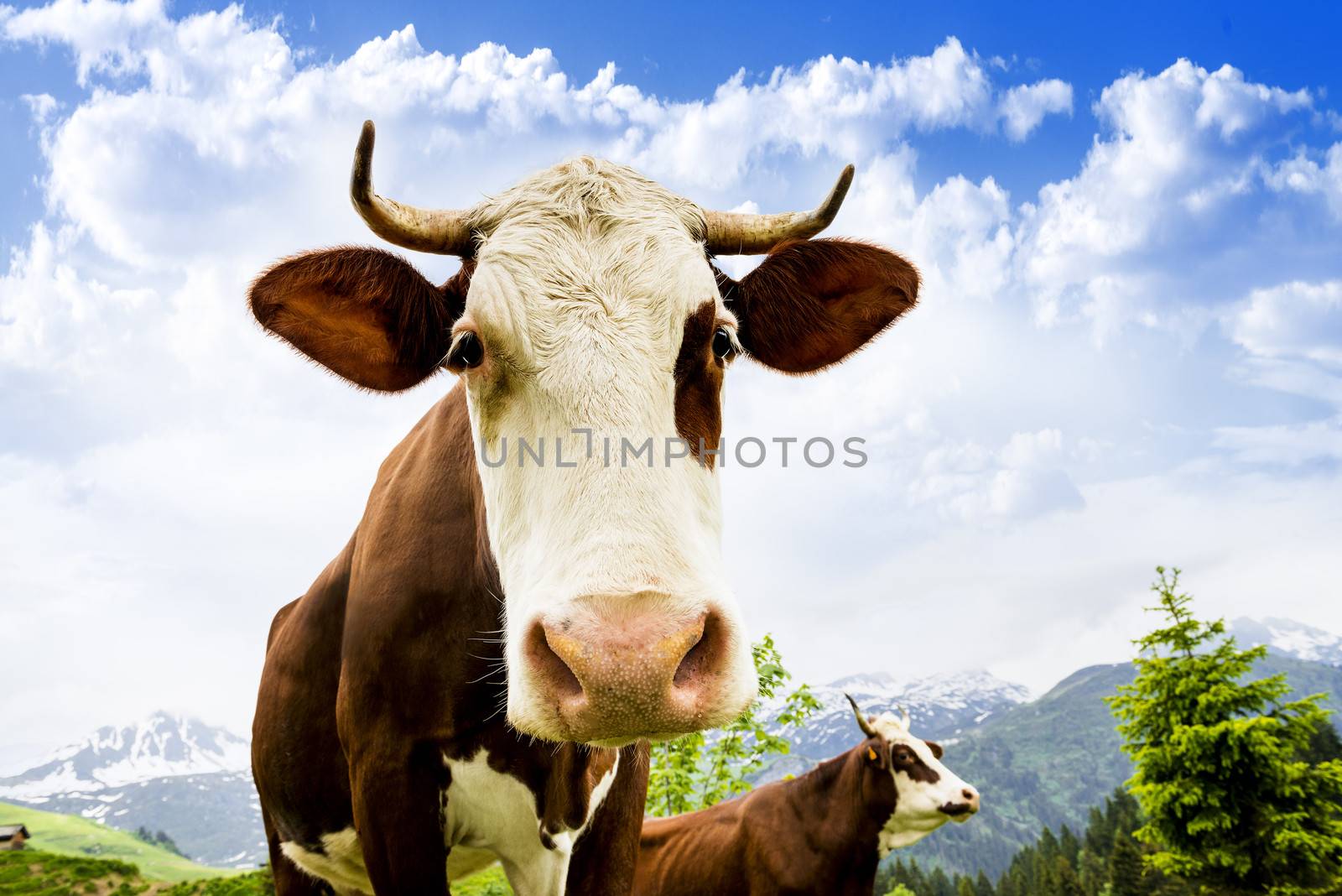 Cow, farm animal in the french alps, Abondance race cow, savy, beaufort sur Doron