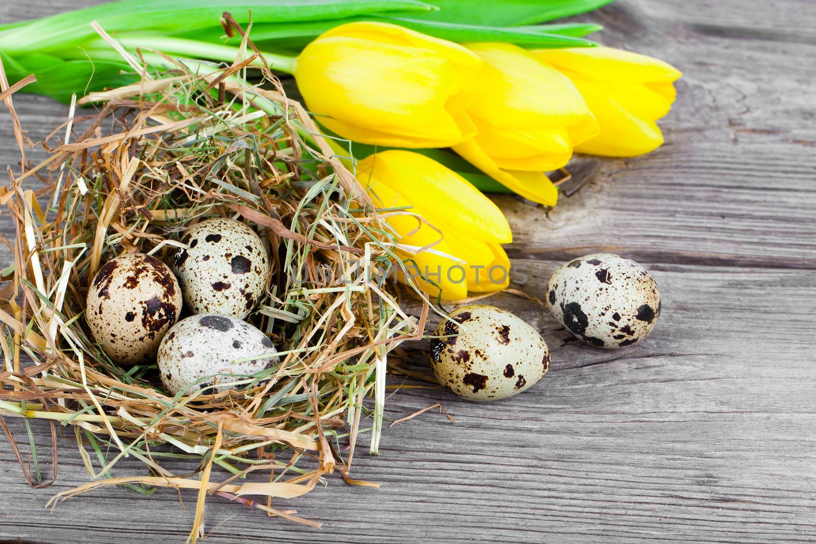 quail eggs with tulips on wooden background
