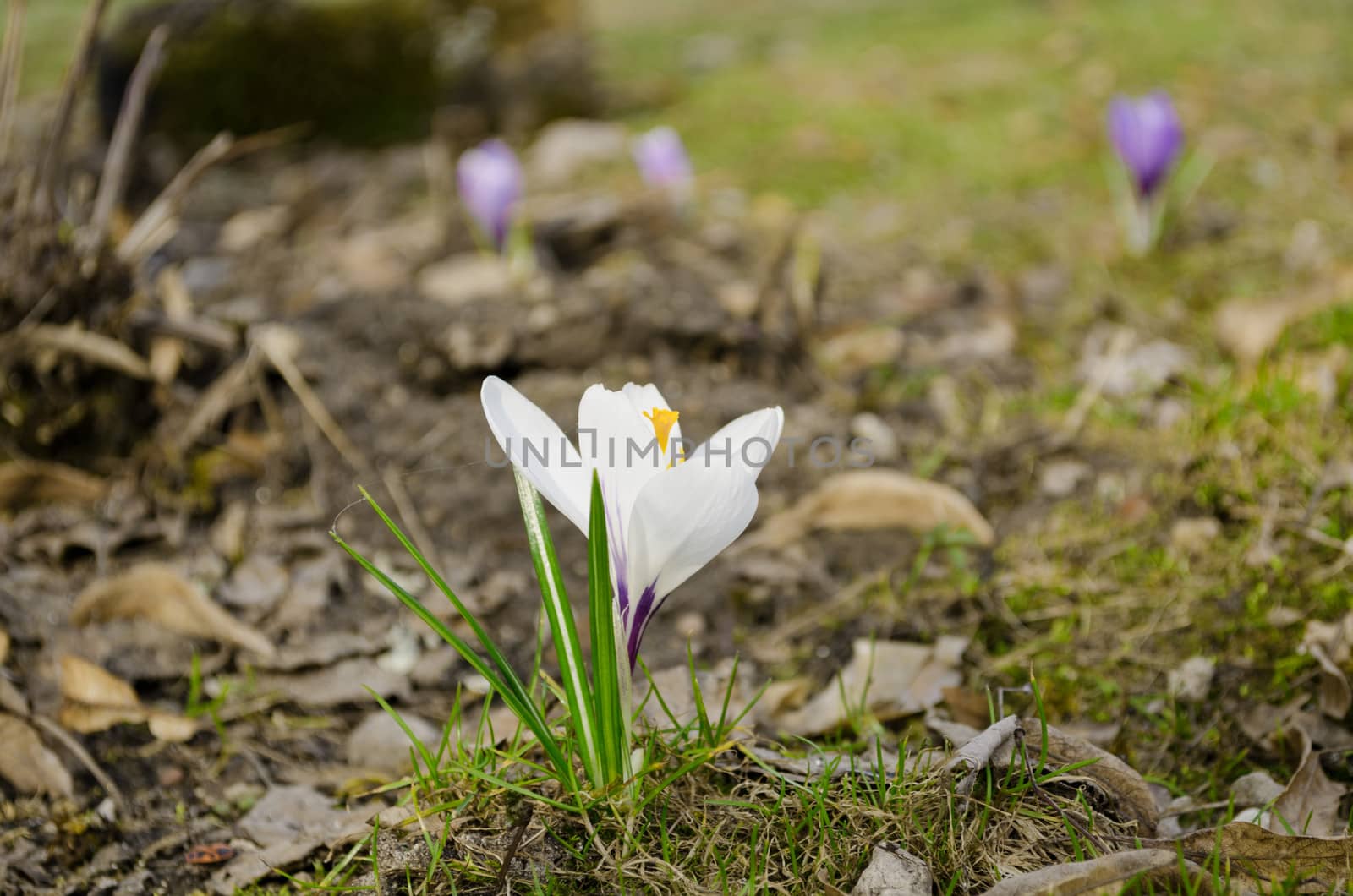 white beautiful crocus flower grow in dry land spring in garden