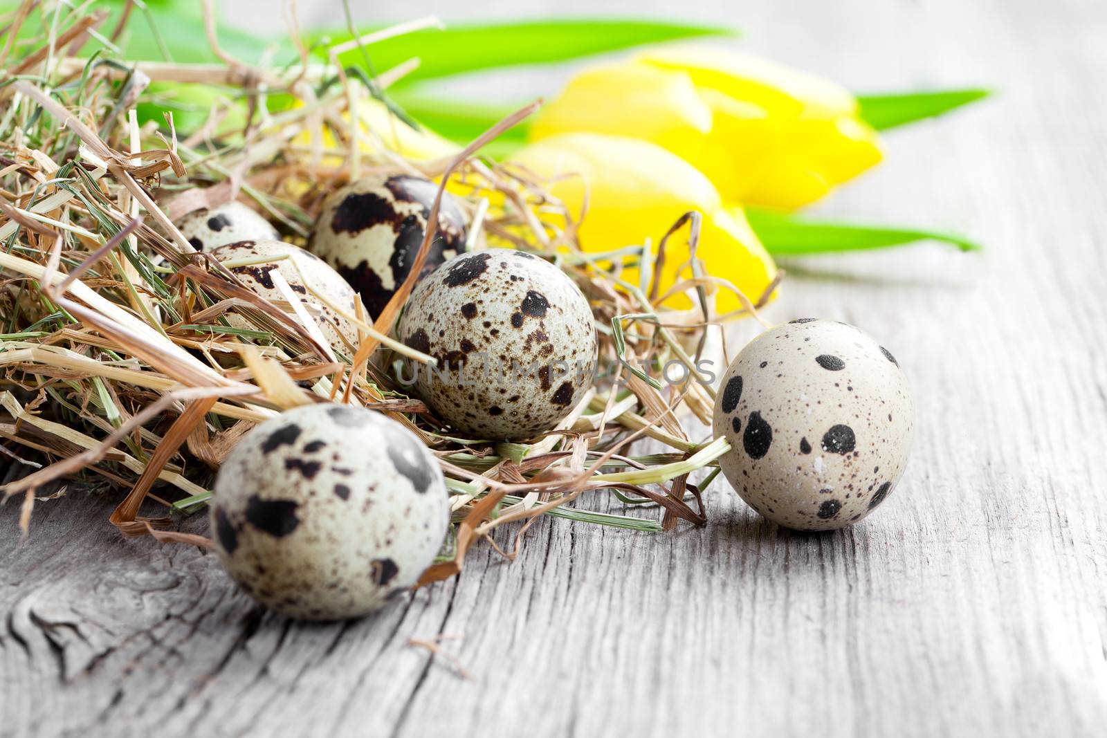quail eggs with tulips on wooden background