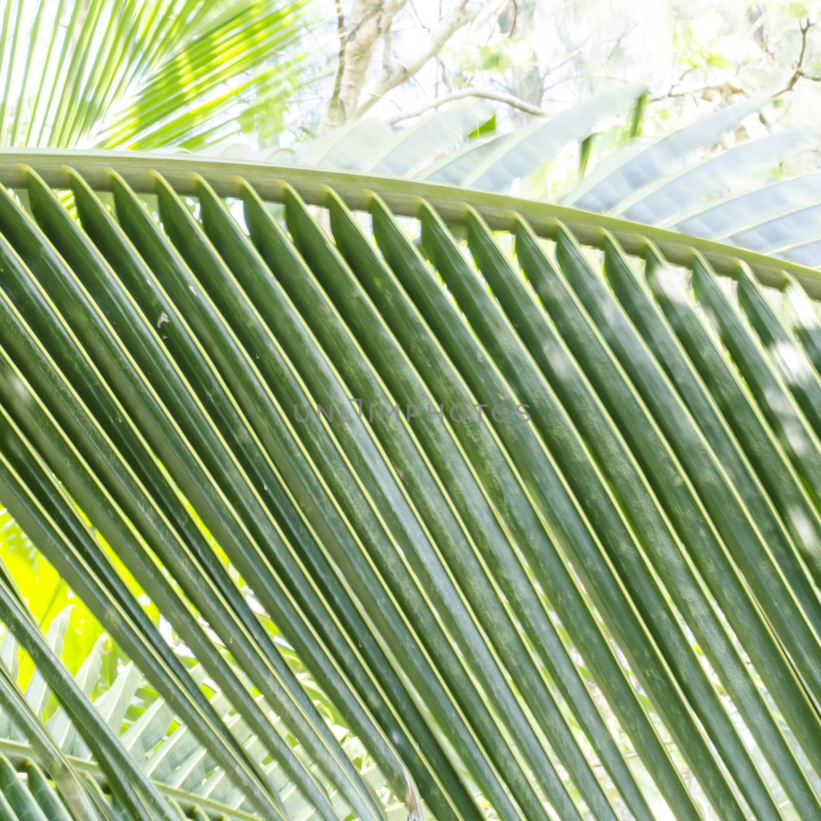 coconut leaves