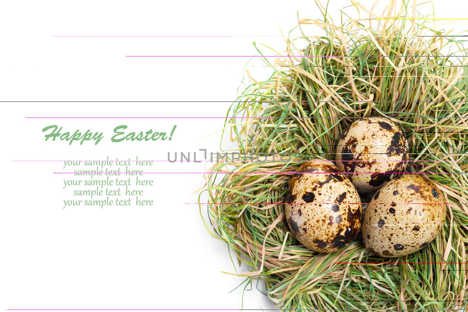 quail egg in nest isolated on white background