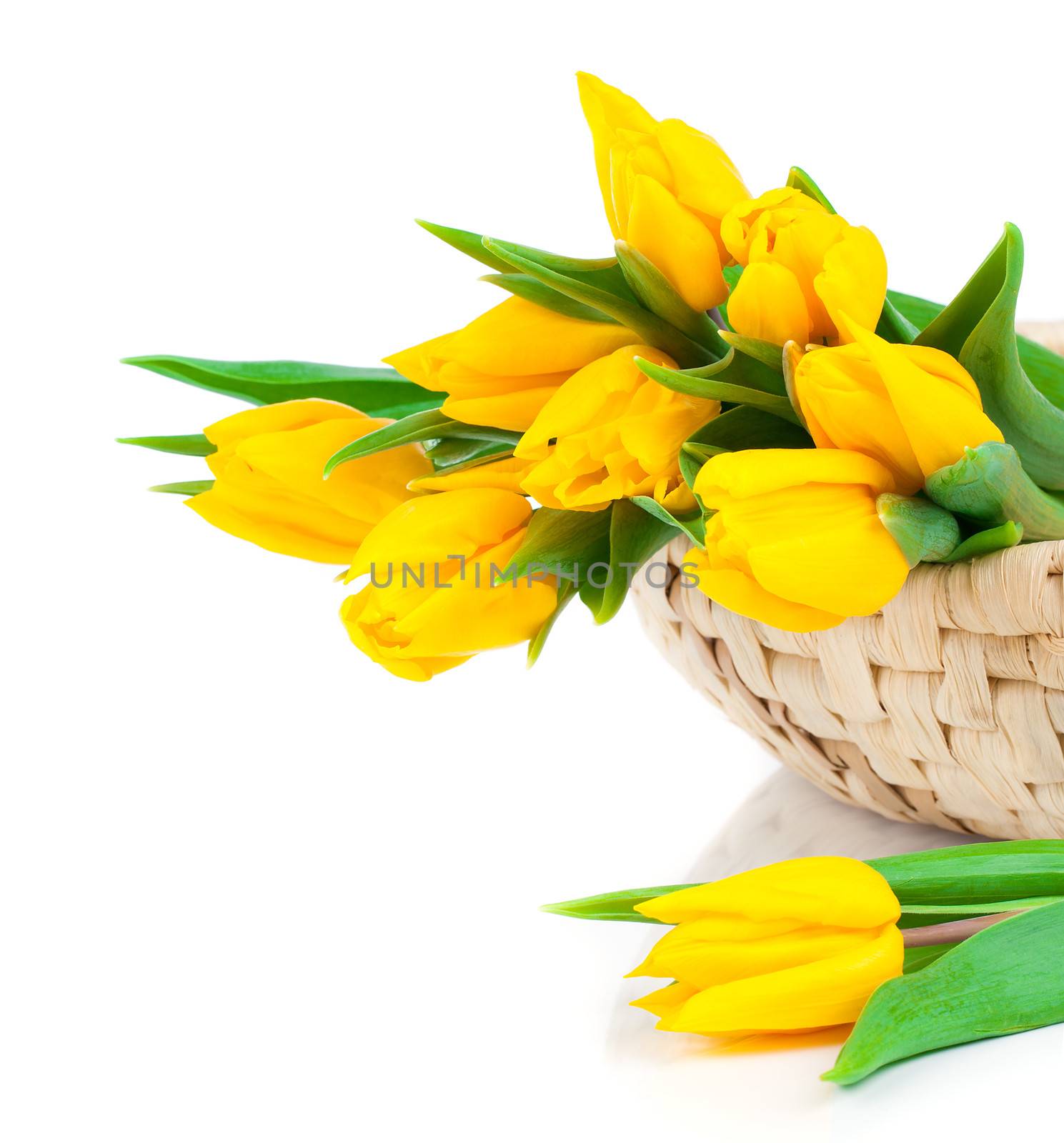 yellow tulip flowers bouquet isolated on white background