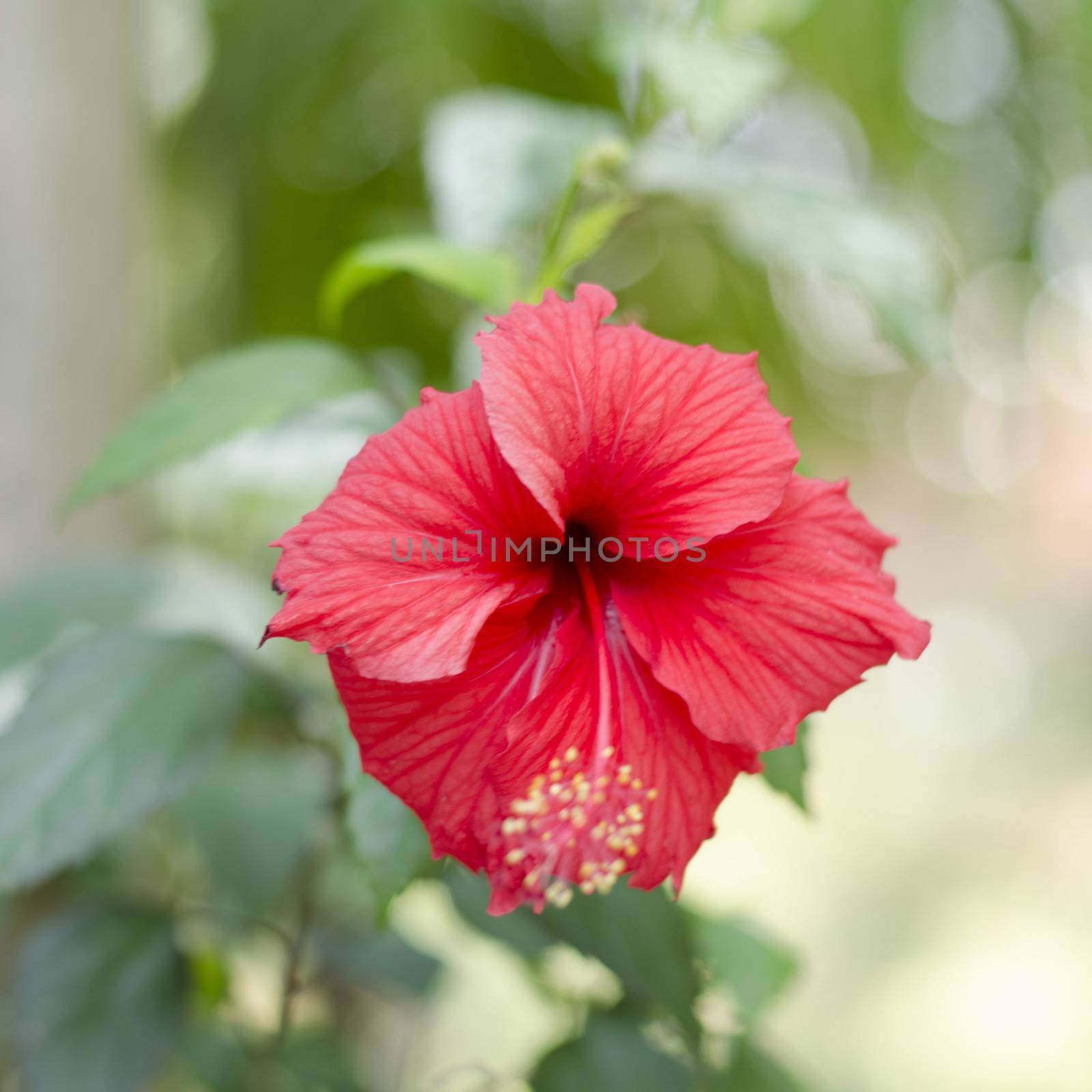 red Hibiscus flower in nature by ammza12