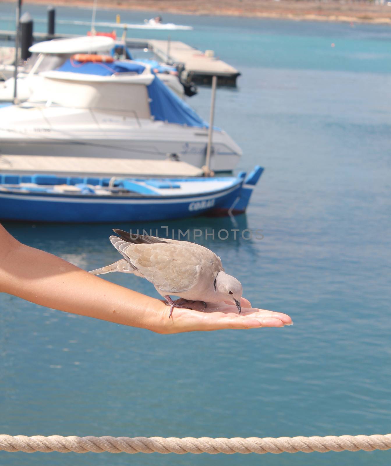 Feeding the dove from hand.