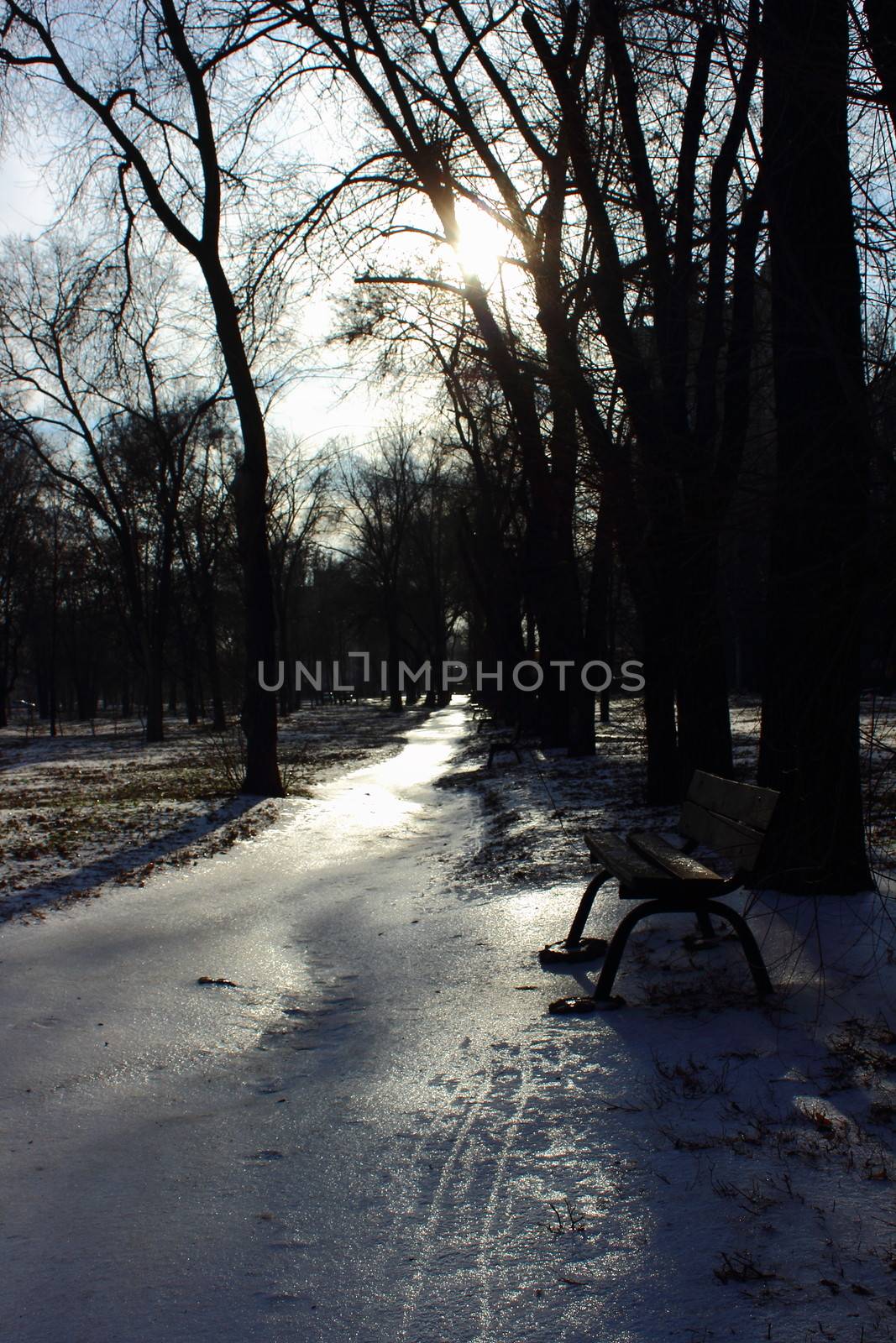 Winter alley with benches in the park