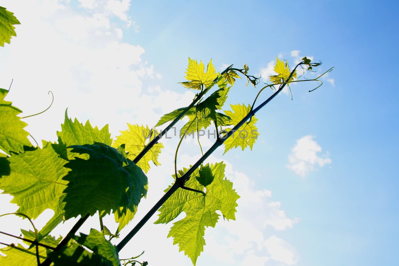 2 Grape vines against the light