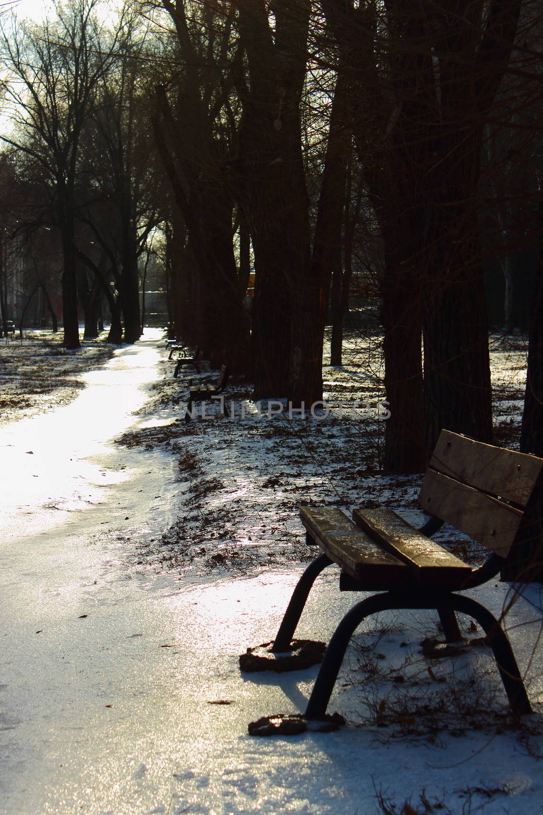 Benches along the alleys in the winter park