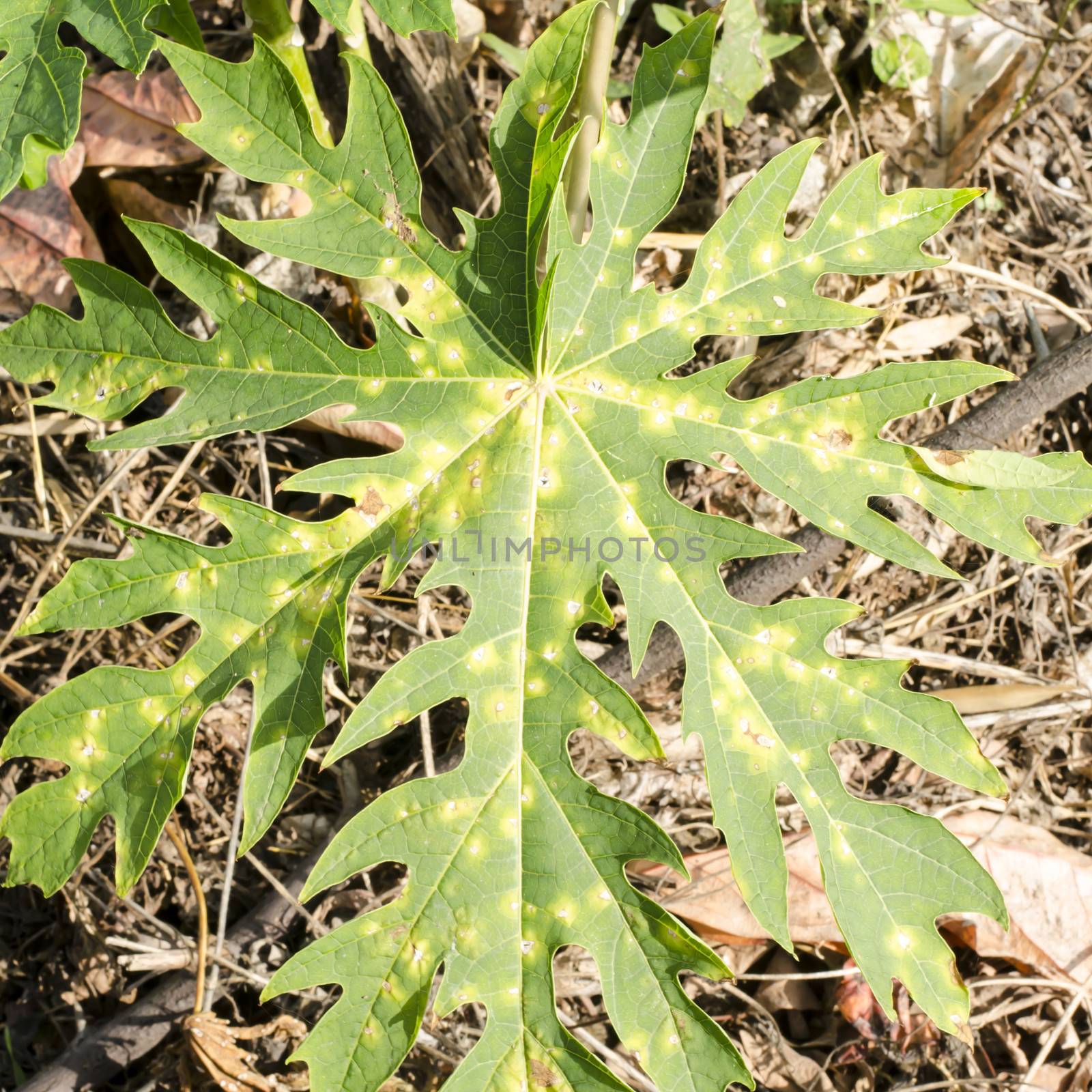 sick papaya leaves