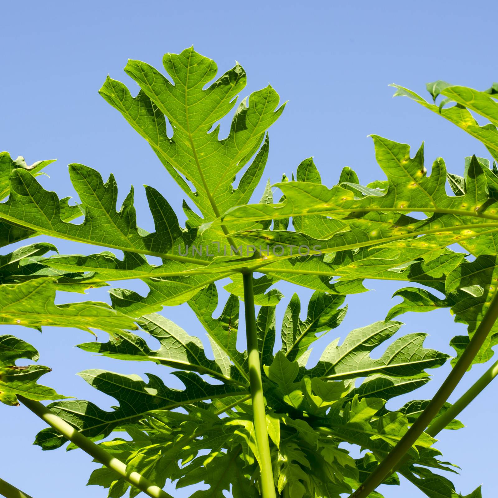 papaya leaves on blue sky background