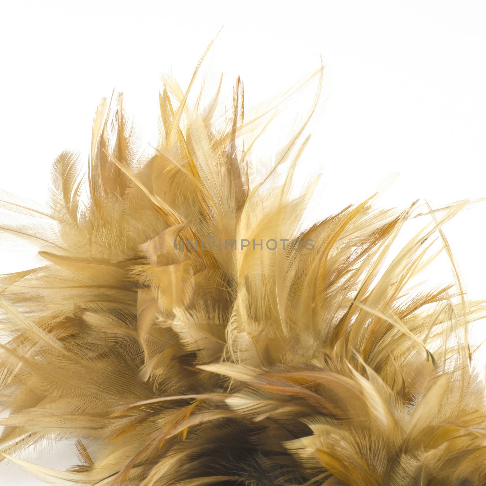 Feather broom isolated on white by ammza12