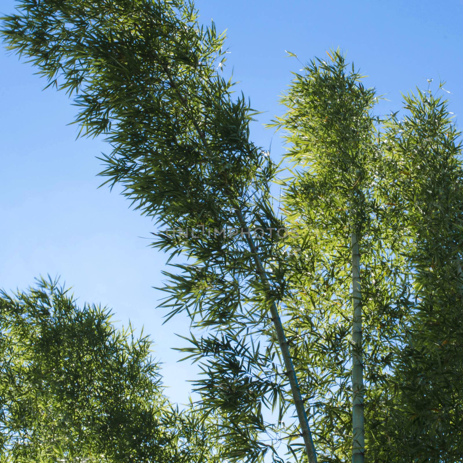 nature bamboo in forest on blue sky background